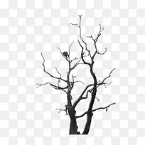 枯树枝-空若网 枯树枝-空若网