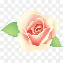 月季花png矢量素材-空若网 月季花png矢量素材-空若网