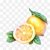 水彩橙子-空若网 水彩橙子-空若网