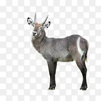 野生动物鹿图片-空若网 野生动物鹿图片-空若网