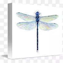 ����ˮ�ʻ�-����-������