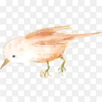 手绘可爱觅食小鸟-空若网 手绘可爱觅食小鸟-空若网