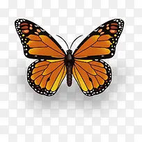 漂亮的蝴蝶-空若网 漂亮的蝴蝶-空若网