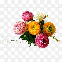 彩色牡丹花-空若网 彩色牡丹花-空若网
