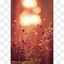 花卉摄影光斑小花-空若网 花卉摄影光斑小花-空若网