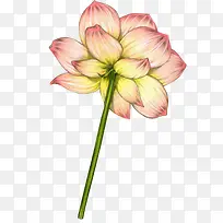 手绘荷花-空若网 手绘荷花-空若网