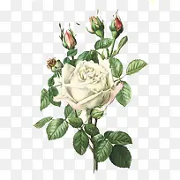 白色月季花插画-空若网 白色月季花插画-空若网