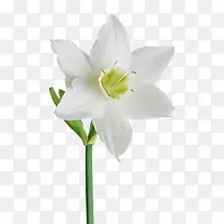 白色月季花-空若网 白色月季花-空若网