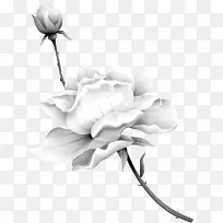 白色月季-空若网 白色月季-空若网