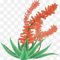 手绘绿植芦荟插画素材-空若网 手绘绿植芦荟插画素材-空若网