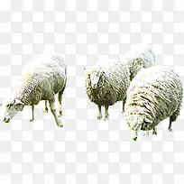 高清白色绵羊草原-空若网 高清白色绵羊草原-空若网