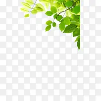 ������Ӱ�����µ���ɫ��Ҷ-������