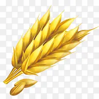 麦子png矢量元素-空若网 麦子png矢量元素-空若网