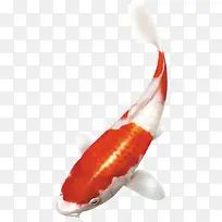 可爱斑纹小鱼-空若网 可爱斑纹小鱼-空若网