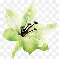 水彩画水仙花素材-空若网 水彩画水仙花素材-空若网