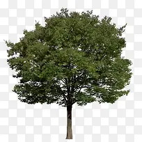 实拍树木绿树-空若网 实拍树木绿树-空若网