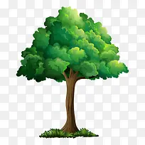 树 树木-空若网 树 树木-空若网