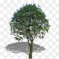 桂花树素材-空若网 桂花树素材-空若网