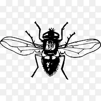 飞行的苍蝇-空若网 飞行的苍蝇-空若网