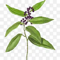 ˮ���в�ҩ-������