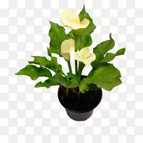 室内植物切花-空若网 室内植物切花-空若网