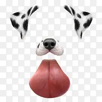 斑点狗狗耳朵鼻子舌头照片修饰-空若网 斑点狗狗耳朵鼻子舌头照片修饰-空若网