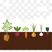 种在地理的萝卜蔬菜-空若网 种在地理的萝卜蔬菜-空若网