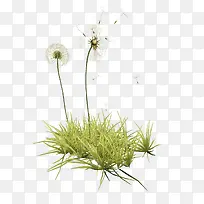 绿色小草蒲公英-空若网 绿色小草蒲公英-空若网