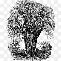 粗壮的洋槐树-空若网 粗壮的洋槐树-空若网