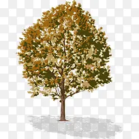 变色的洋槐树-空若网 变色的洋槐树-空若网