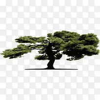 卡通老树卡通大树-空若网 卡通老树卡通大树-空若网