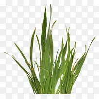 田园风元素绿草-空若网 田园风元素绿草-空若网