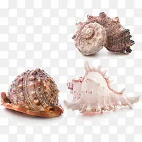 海螺素材-空若网 海螺素材-空若网