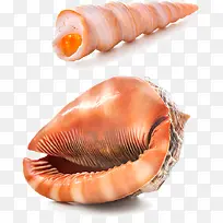 海螺素材-空若网 海螺素材-空若网