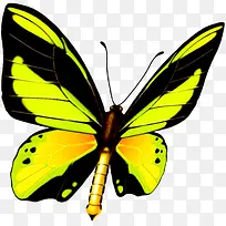 可爱荧光色蝴蝶创意-空若网 可爱荧光色蝴蝶创意-空若网