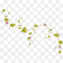 藤草-空若网 藤草-空若网