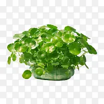 ͭǮ���辰��ɫֲ������ز�-������