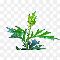 绿色艾草叶子-空若网 绿色艾草叶子-空若网