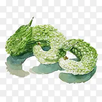 水彩苦瓜-空若网 水彩苦瓜-空若网