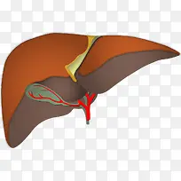 肝脏PNG矢量元素-空若网 肝脏PNG矢量元素-空若网
