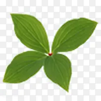 四叶草绿色的-空若网 四叶草绿色的-空若网