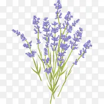 Þ¹Ò²ݻ¨Êø-¿ÕÈôÍø Þ¹Ò²ݻ¨Êø-¿ÕÈôÍø