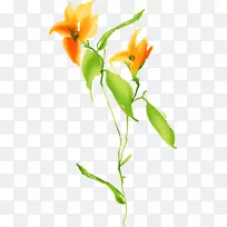 花色橙花-空若网 花色橙花-空若网