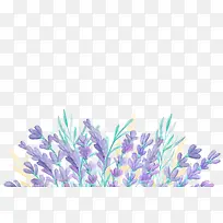 ˮ��ֲ��-������