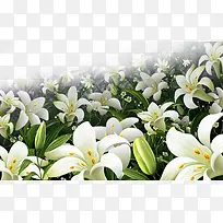 白色花海-空若网 白色花海-空若网