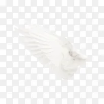 翅膀-空若网 翅膀-空若网