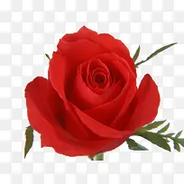 花中之最-空若网 花中之最-空若网