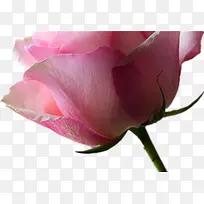一朵粉色玫瑰-空若网 一朵粉色玫瑰-空若网
