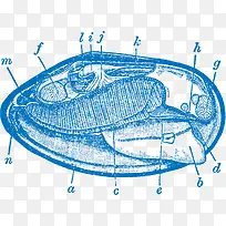 生蚝标识-空若网 生蚝标识-空若网