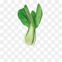 上海青蔬菜-空若网 上海青蔬菜-空若网